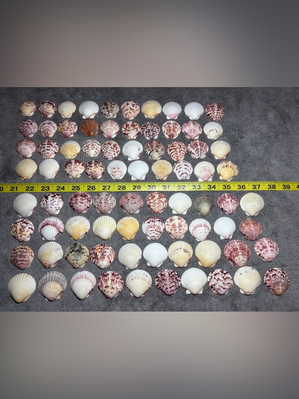 Assorted Seashell Collection - 80 Sanibel Island Scallops.  Mix colors & Sizes.